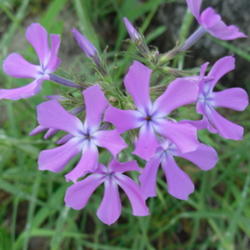 Location: Northeastern Texas
Date: April 16, 2010
A wildflower often found growing beneath the oak trees.