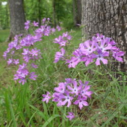 Location: Northeastern Texas
Date: April 16, 2010
A native wildflower often found growing beneath the oak trees