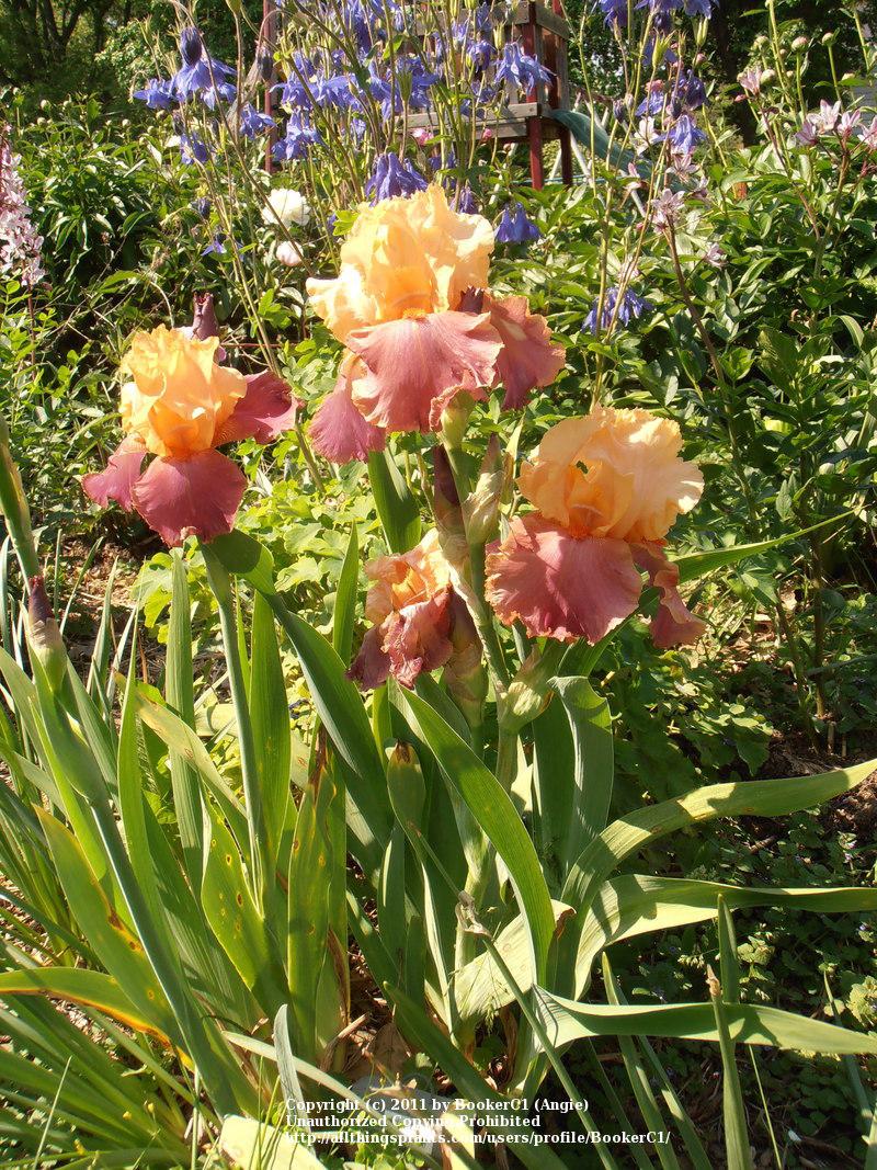 Photo of Tall Bearded Iris (Iris 'Frimousse') uploaded by BookerC1