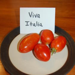 Location: Mackinaw, IL
Date: Aug 9, 2011 1:21 PM
Paste-style tomato.  Open-pollinated, more flavorful than Roma.