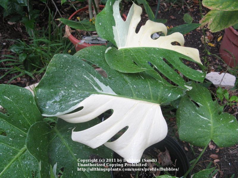 Photo of White Variegated Monstera (Monstera deliciosa 'Albovariegata') uploaded by Bubbles
