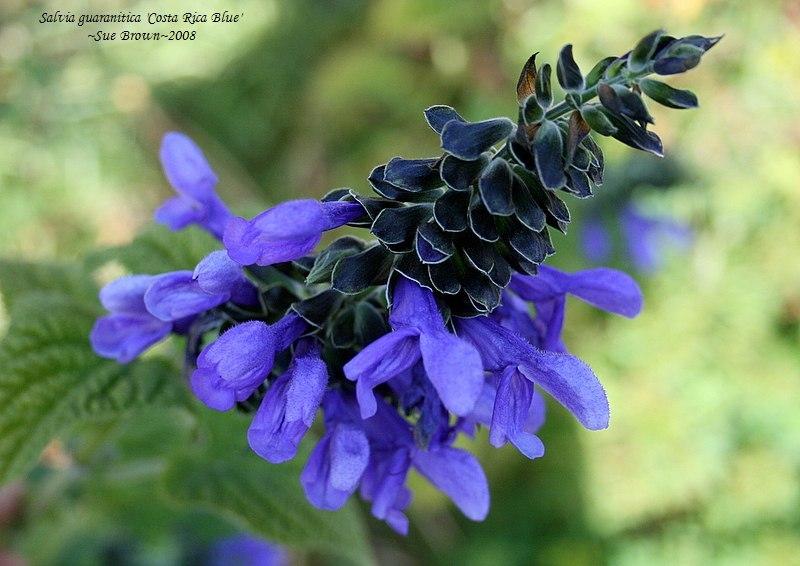 Photo of Blue Anise Sage (Salvia coerulea 'Costa Rica Blue') uploaded by Calif_Sue