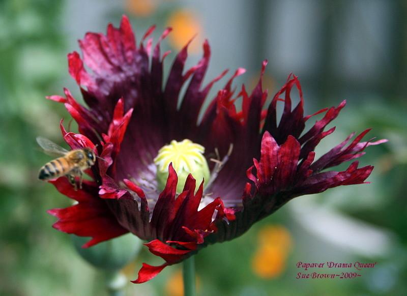 Photo of Breadseed Poppy (Papaver somniferum 'Drama Queen') uploaded by Calif_Sue