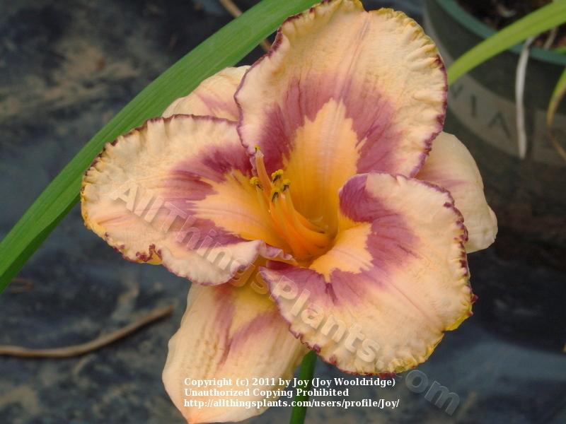 Photo of Daylily (Hemerocallis 'Mexican Magic') uploaded by Joy