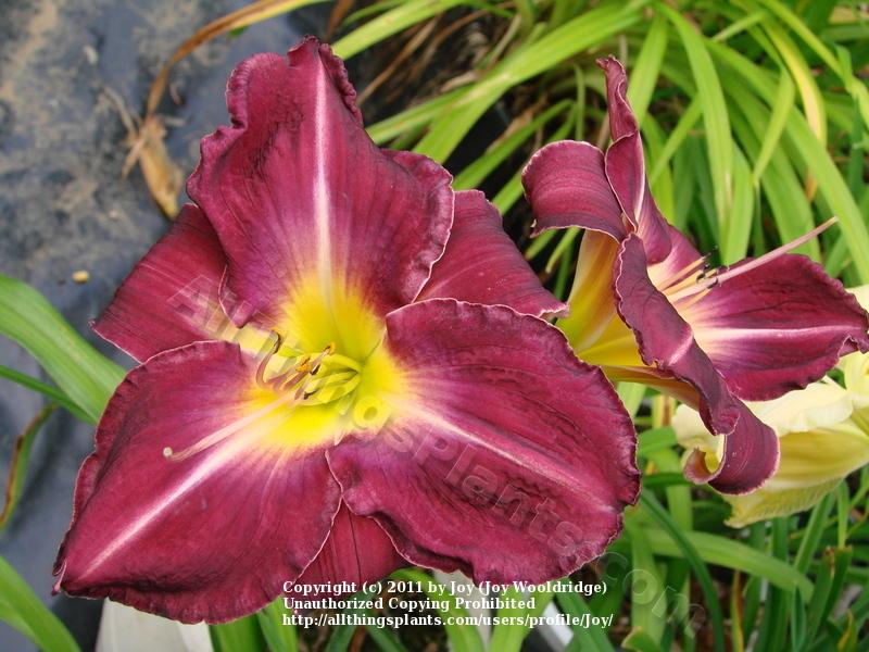 Photo of Daylily (Hemerocallis 'Damascan Velvet') uploaded by Joy