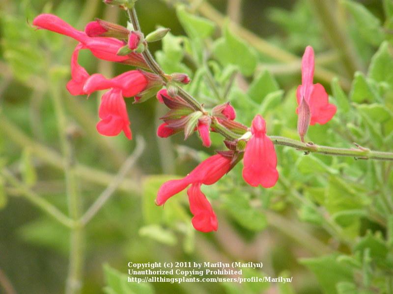 Photo of Red Mountain Sage (Salvia darcyi Vermilion Bluffs®) uploaded by Marilyn