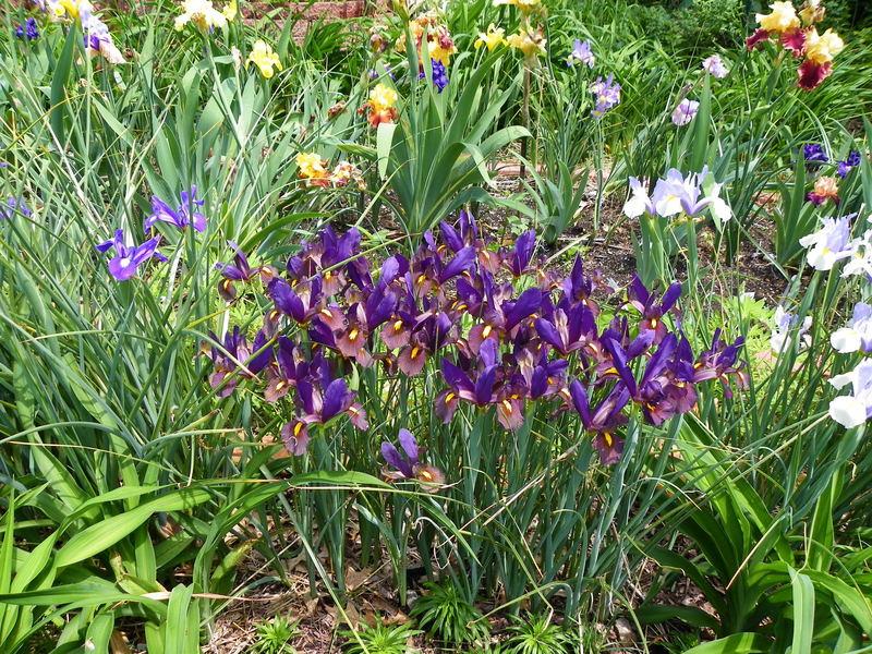 Photo of Dutch Iris (Iris x hollandica 'Eye of the Tiger') uploaded by Newyorkrita