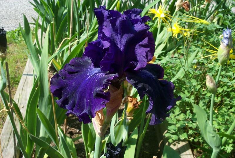 Photo of Tall Bearded Iris (Iris 'Magnificent Masterpiece') uploaded by Newyorkrita