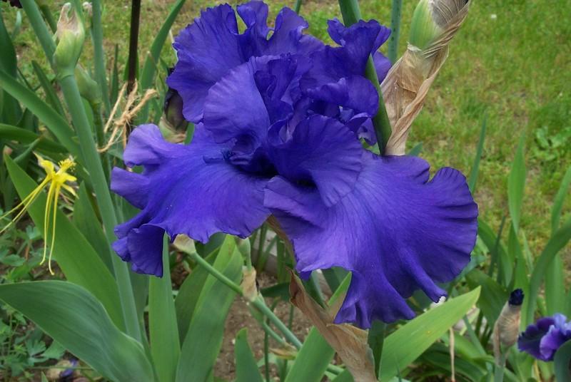 Photo of Tall Bearded Iris (Iris 'Donaghcloney') uploaded by Newyorkrita