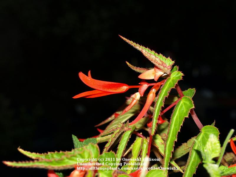Photo of Begonia (Begonia boliviensis Bonfire®) uploaded by Onewish1