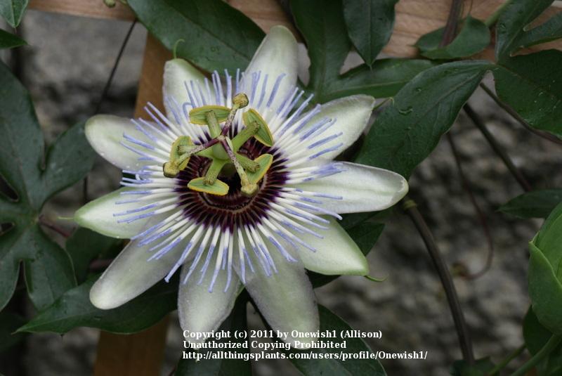Photo of Blue Passion Flower (Passiflora caerulea 'Clear Sky') uploaded by Onewish1
