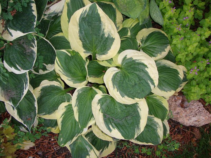 Photo of Hosta 'Christmas Pageant' uploaded by Paul2032