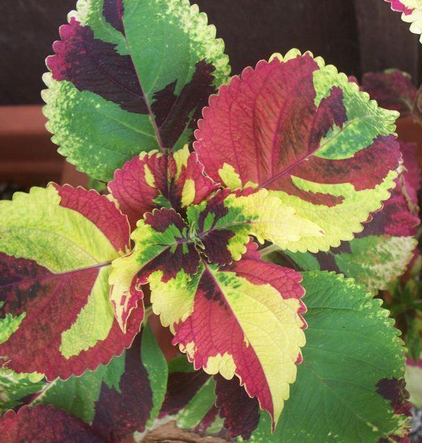 Photo of Coleus (Coleus scutellarioides 'Christmas Candy') uploaded by Sharon