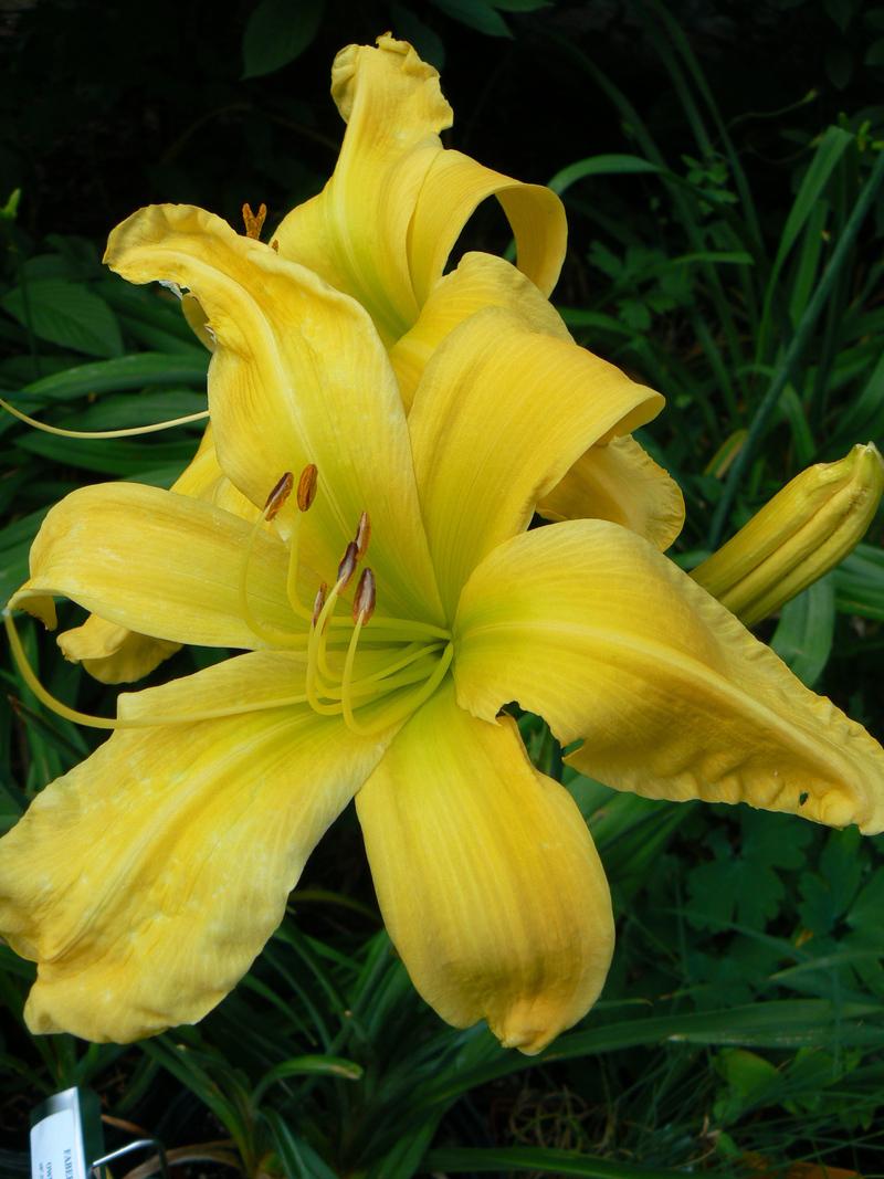 Photo of Daylily (Hemerocallis 'Faber Sabre') uploaded by annred97