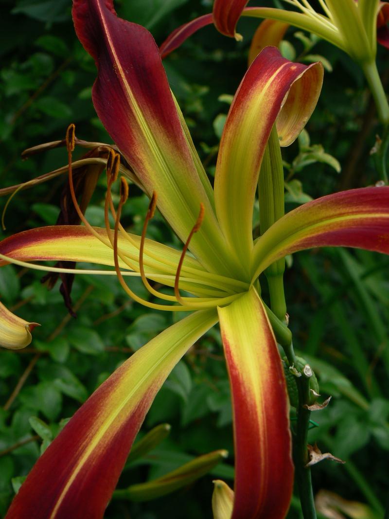 Photo of Daylily (Hemerocallis 'Great Red Dragon') uploaded by annred97