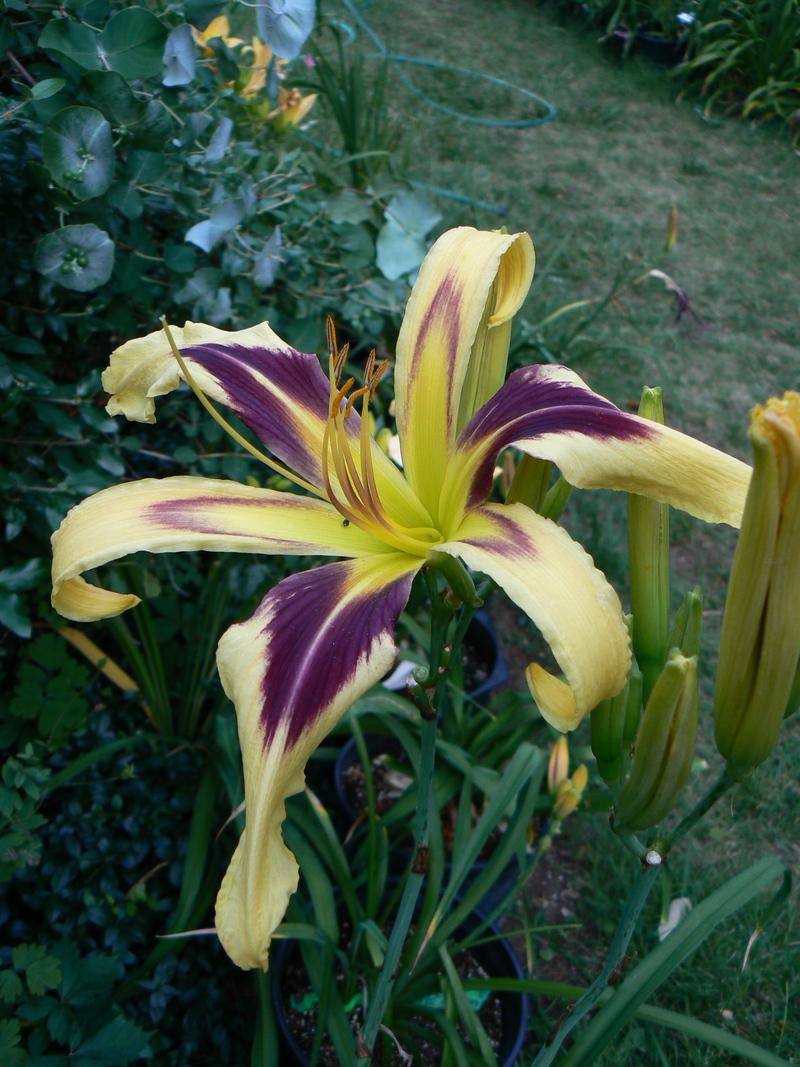 Photo of Daylily (Hemerocallis 'Aerial Display') uploaded by annred97