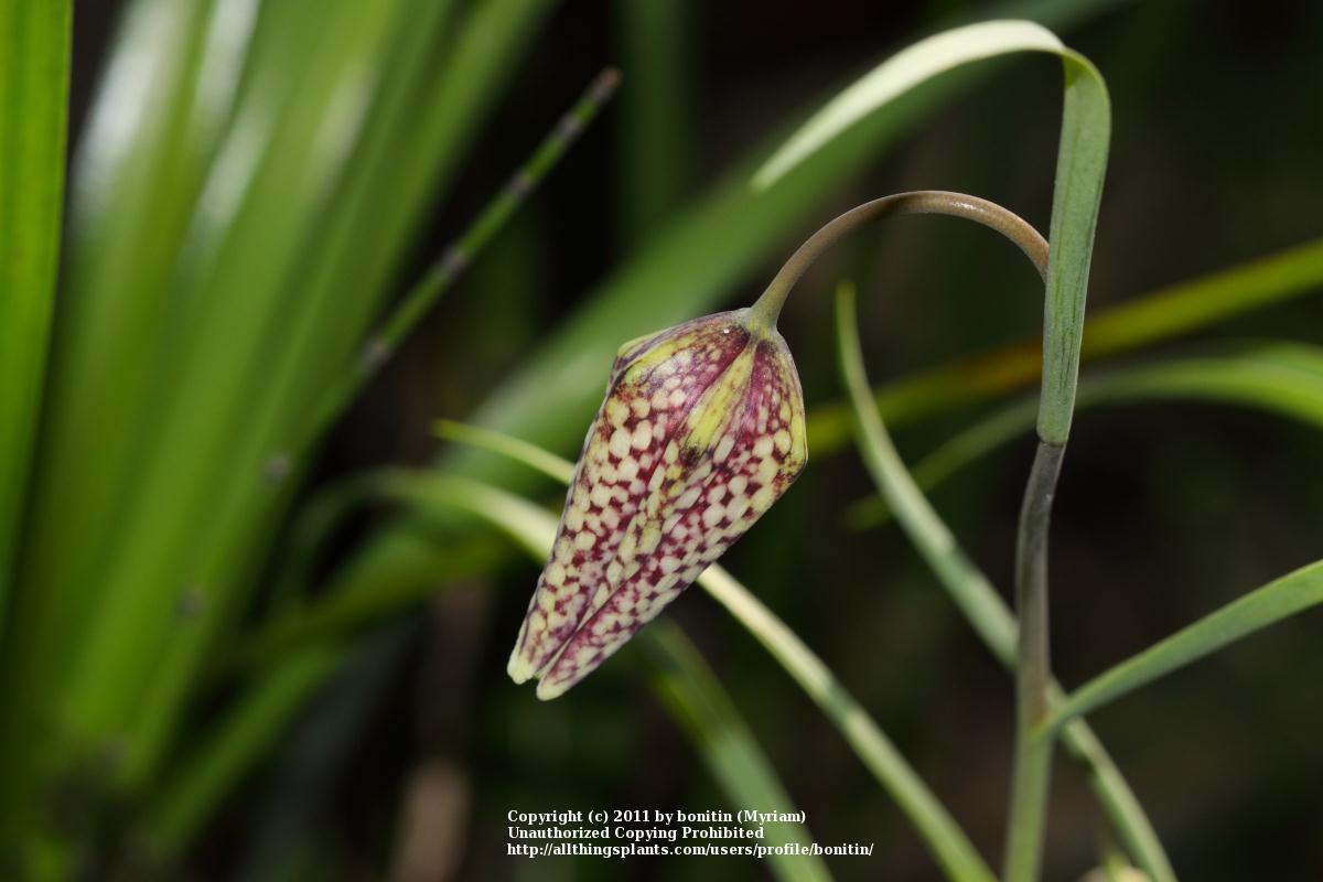 Photo of Snake's Head Fritillary (Fritillaria meleagris) uploaded by bonitin