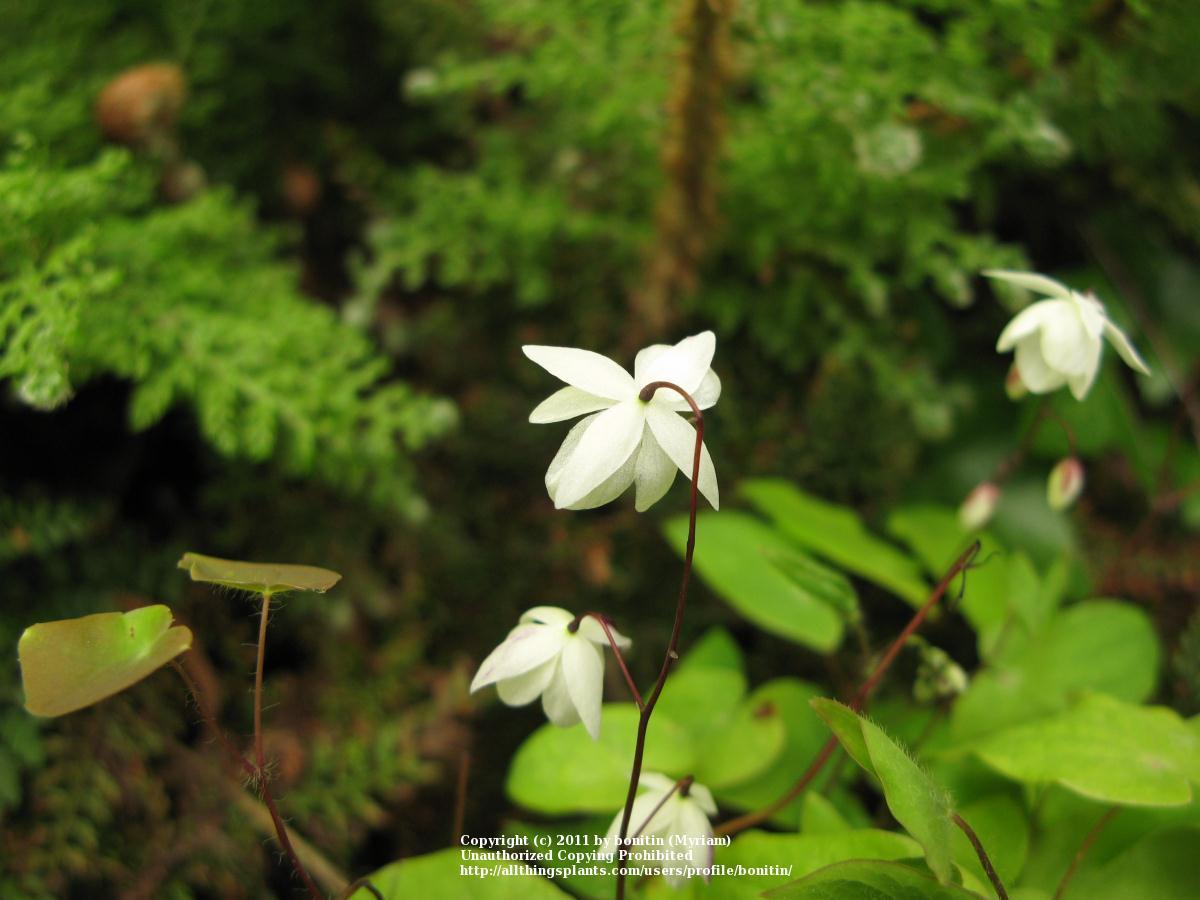Photo of White Epimedium (Epimedium x youngianum 'Niveum') uploaded by bonitin
