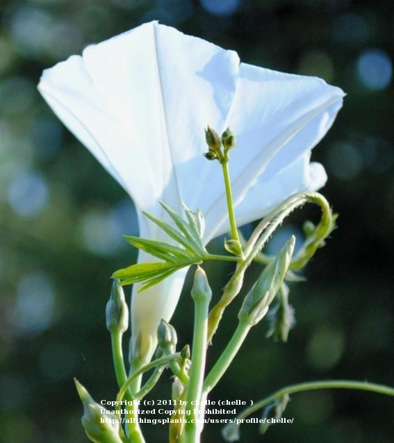 Photo of Morning Glory (Ipomoea purpurea 'Celestial Mix') uploaded by chelle