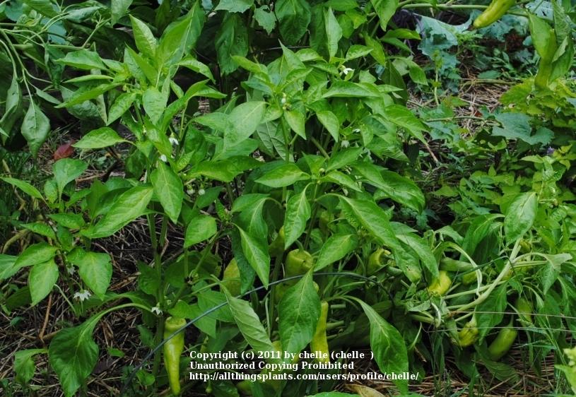 Photo of Frying Pepper (Capsicum annuum 'Aconcagua') uploaded by chelle