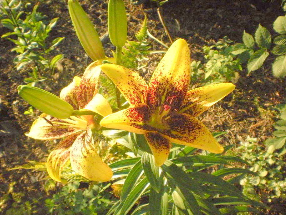 Photo of Lily (Lilium 'Graffity') uploaded by ge1836