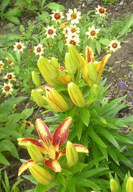 Photo of Lily (Lilium 'Tiny Sensation') uploaded by ge1836