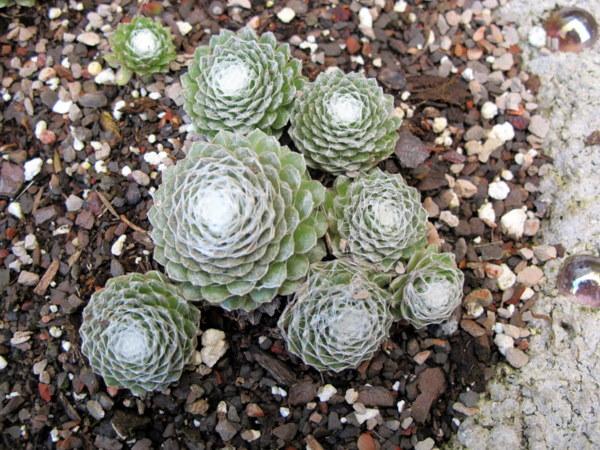 Photo of Hen and Chicks (Sempervivum 'Zilver Crows') uploaded by goldfinch4