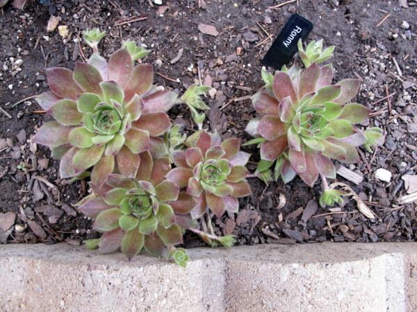 Photo of Hen and Chicks (Sempervivum 'Ronny') uploaded by goldfinch4
