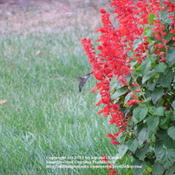 Hummingbirds feed from Yvonne's Salvia all day