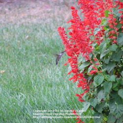 Location: Cincinnati, Oh
Date: August 2007
Hummingbirds feed from Yvonne's Salvia all day