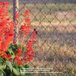 Location: Cincinnati, Oh
Date: August 2007
Hummingbirds love Yvonne's Salvia