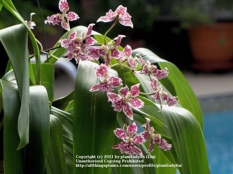 Photo of Orchid (Oncidesa Nanboh Waltz 'Boso Sweet') uploaded by plantladylin