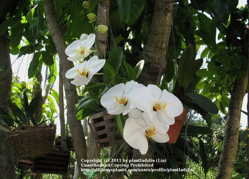 Photo of White Moth Orchid (Phalaenopsis amabilis) uploaded by plantladylin