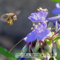 Location: Daytona Beach, Florida
Date: Apr 6, 2011 9:07 AM 
#Pollination
