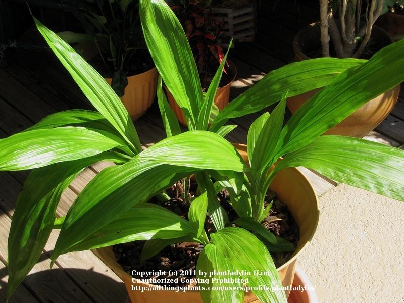 Photo of Nun's Cap Orchid (Calanthe tankervilleae) uploaded by plantladylin