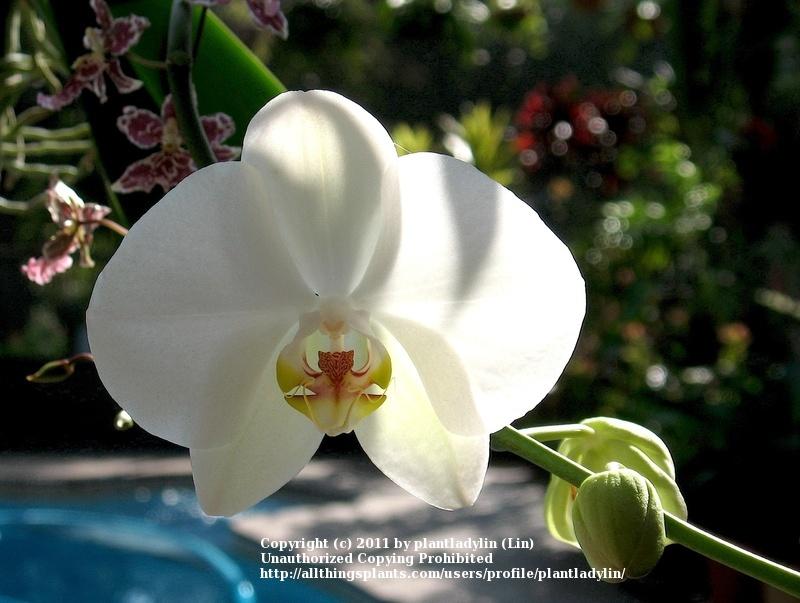 Photo of White Moth Orchid (Phalaenopsis amabilis) uploaded by plantladylin