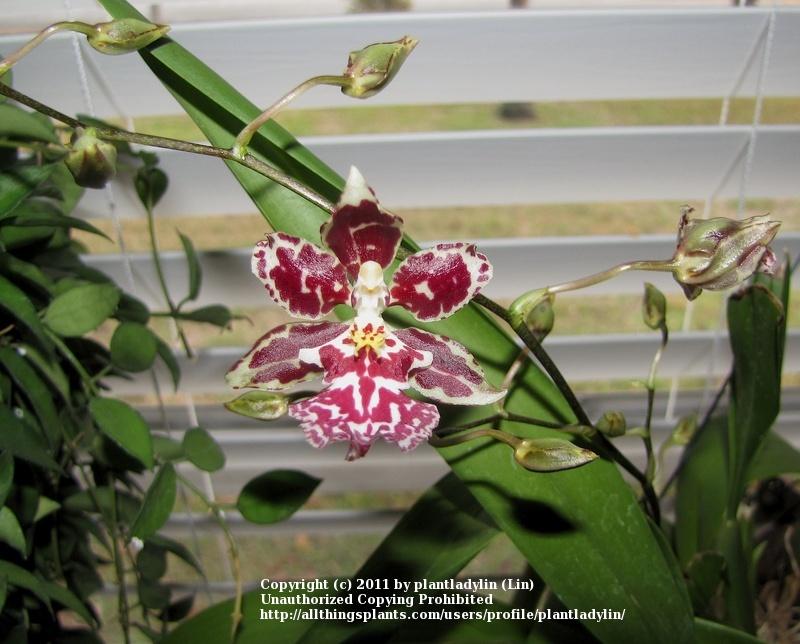Photo of Orchid (Oncidesa Nanboh Waltz 'Boso Sweet') uploaded by plantladylin