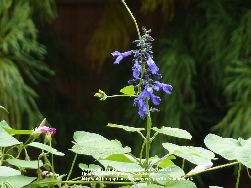 Photo of Blue Anise Sage (Salvia coerulea 'Omaha Gold') uploaded by sandnsea2