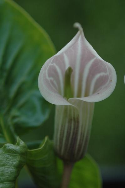 Photo of Striped Cobra Lily (Arisaema candidissimum) uploaded by sheryl