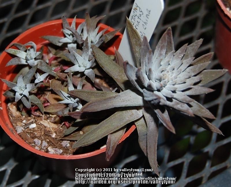 Photo of Dunce's Caps (Orostachys fimbriata) uploaded by valleylynn