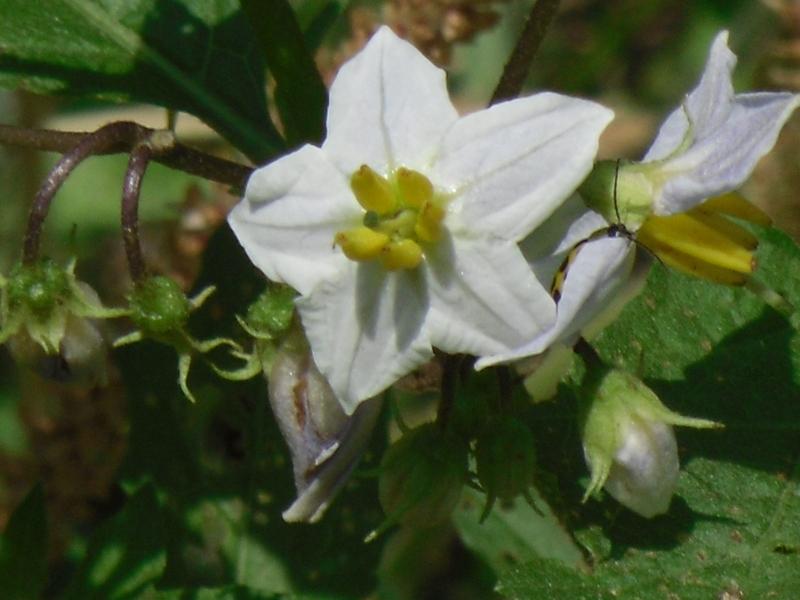 Photo of Horse Nettle (Solanum carolinense) uploaded by wildflowers