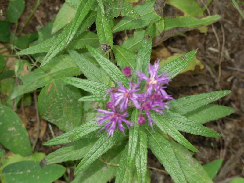 Photo of Western Ironweed (Vernonia baldwinii) uploaded by wildflowers