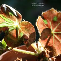 Location: Sunlight shining through back of the leaves
Date: Sep 8, 2009 5:40 PM