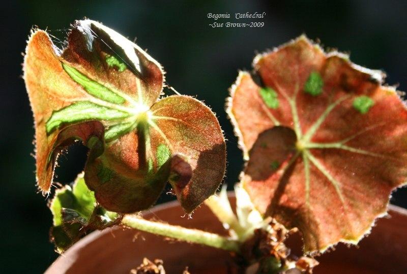Photo of Stained Glass Begonia (Begonia 'Cathedral') uploaded by Calif_Sue
