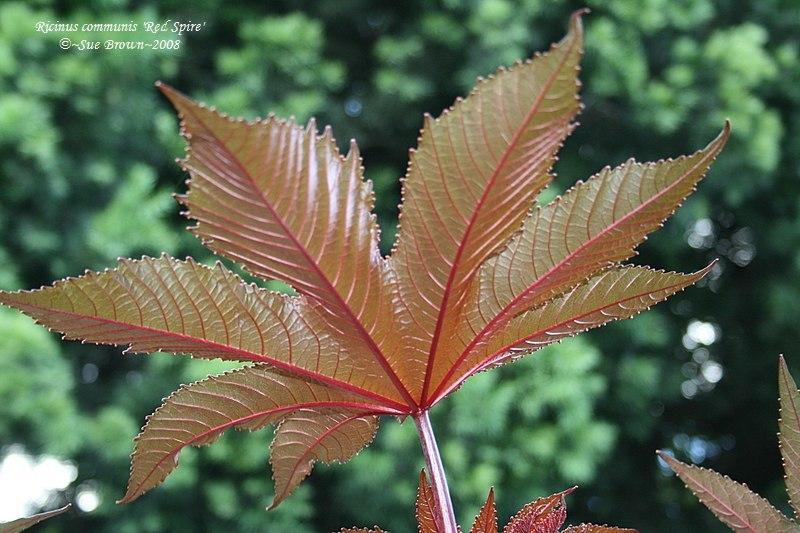 Photo of Red Castor Bean (Ricinus communis 'Red Spire') uploaded by Calif_Sue