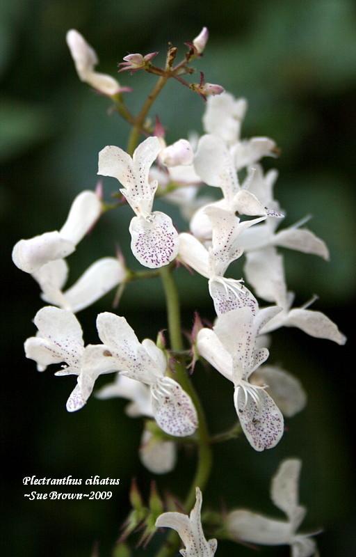 Photo of Speckled Spur Flower (Plectranthus ciliatus) uploaded by Calif_Sue