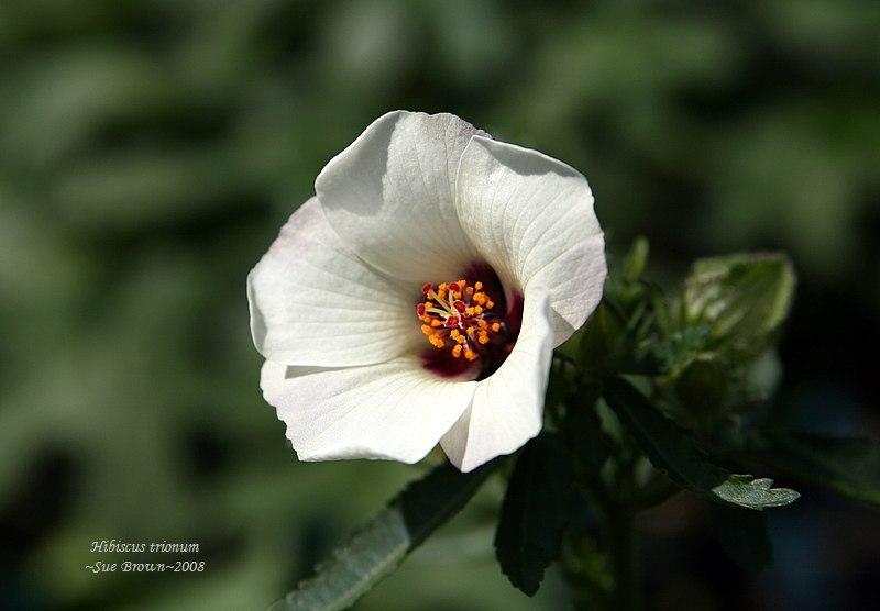 Photo of Flower of an Hour (Hibiscus trionum) uploaded by Calif_Sue