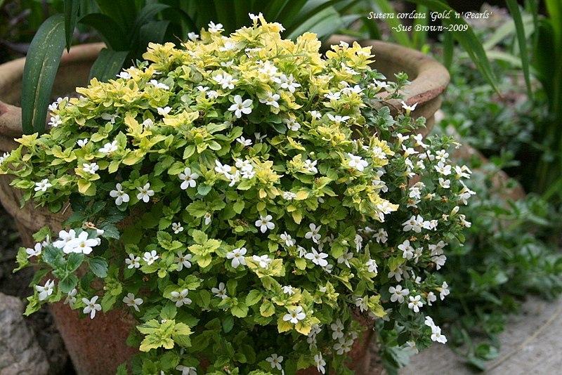 Photo of Bacopa (Sutera Gold 'n' Pearls) uploaded by Calif_Sue
