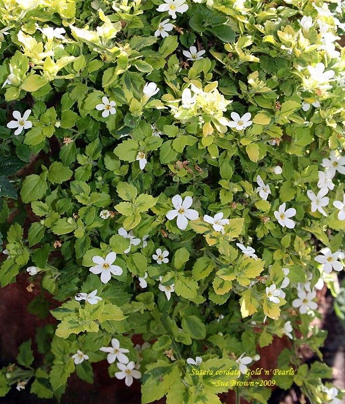 Photo of Bacopa (Sutera Gold 'n' Pearls) uploaded by Calif_Sue