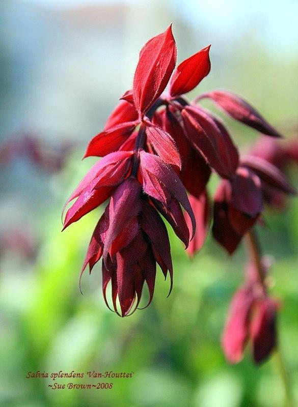 Photo of Red Salvia (Salvia splendens 'Van Houttei') uploaded by Calif_Sue